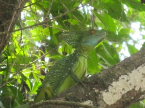 Jesus Christ Lizard, Costa Rica